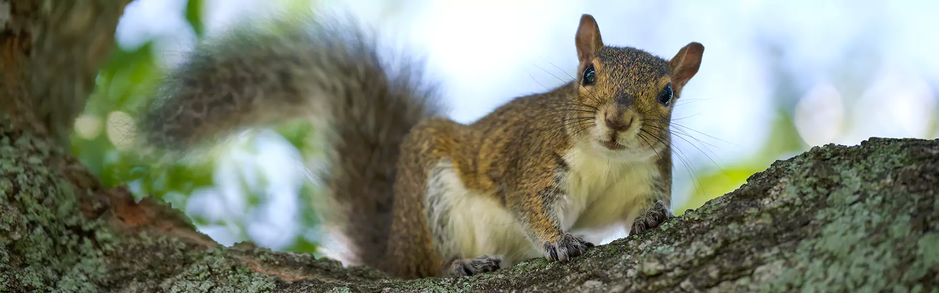 Squirrel Removal