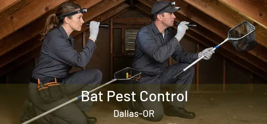  Bat Pest Control Dallas-OR