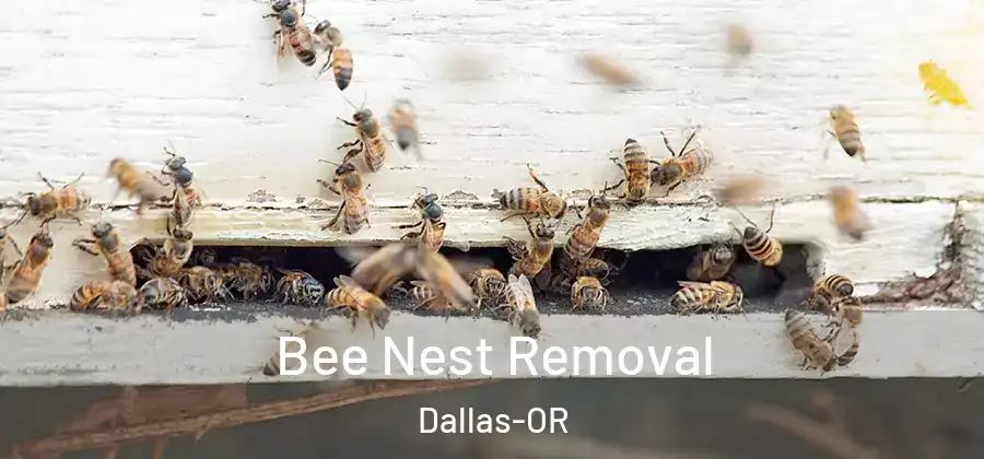 Bee Nest Removal Dallas-OR