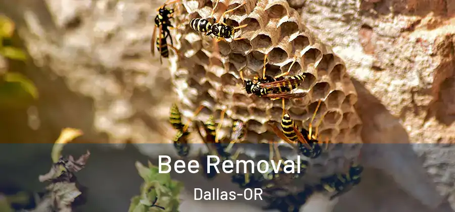 Bee Removal Dallas-OR