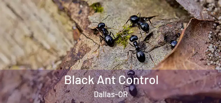  Black Ant Control Dallas-OR