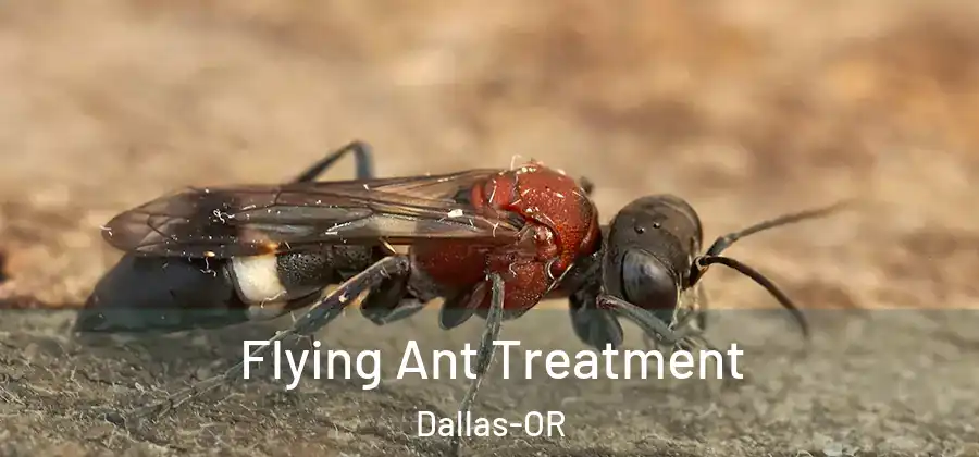  Flying Ant Treatment Dallas-OR
