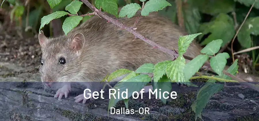 Get Rid of Mice Dallas-OR