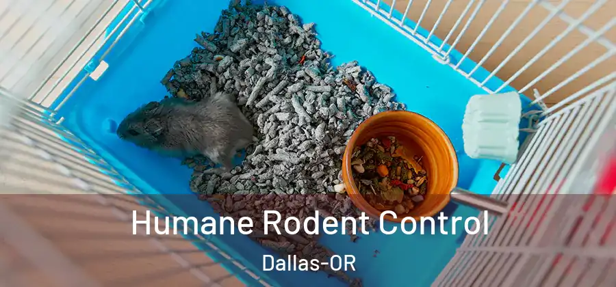 Humane Rodent Control Dallas-OR
