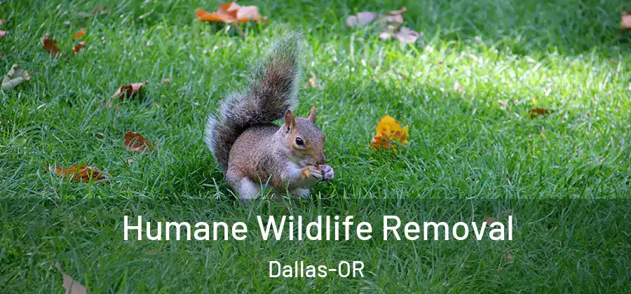 Humane Wildlife Removal Dallas-OR