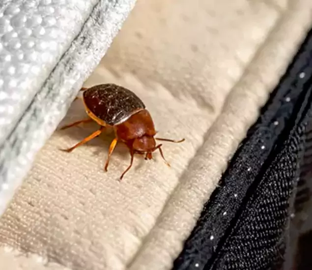 Trusted Bed Bug Prevention Specialists in Dallas, OR