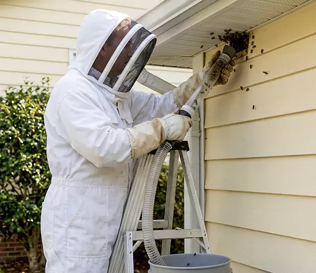 Your Affordable Bee Removal Company in Dallas, OR