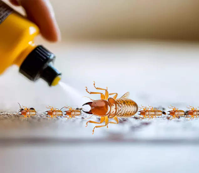 Reliable Bora Care Termite Experts in Dallas, OR