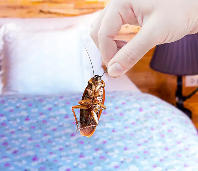 Expert Roach Control Services: Your Cockroach Pest Control in Dallas, OR
