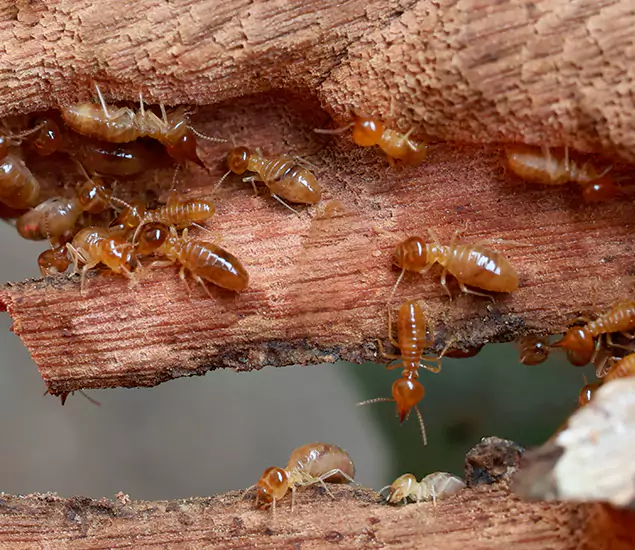 About Our Drywood Termite Treatment Experts in Dallas, OR