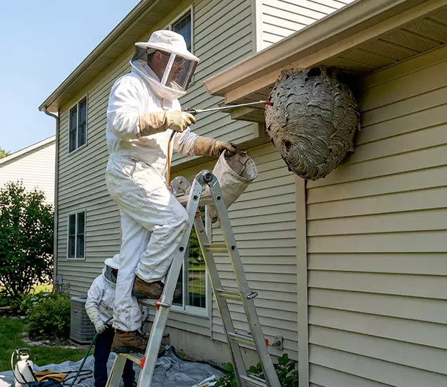 Expert Wasp Nest Removal: Your Local Wasp Nest Removal Company in Dallas, OR