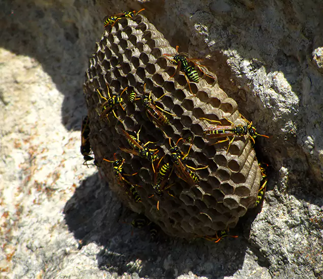 Your Local Hornet Removal Company in Dallas, OR