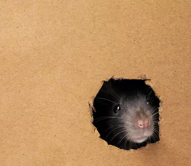 Rats in Attic Removal Experts in Dallas, OR