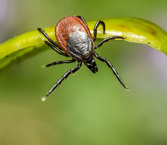 Your Trusted Tick Pest Control in Dallas, OR
