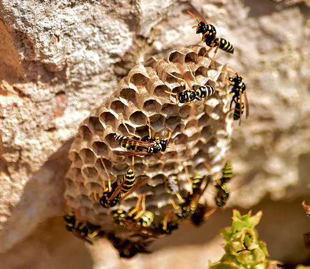 Your Best Wasp Removal Company in Dallas, OR