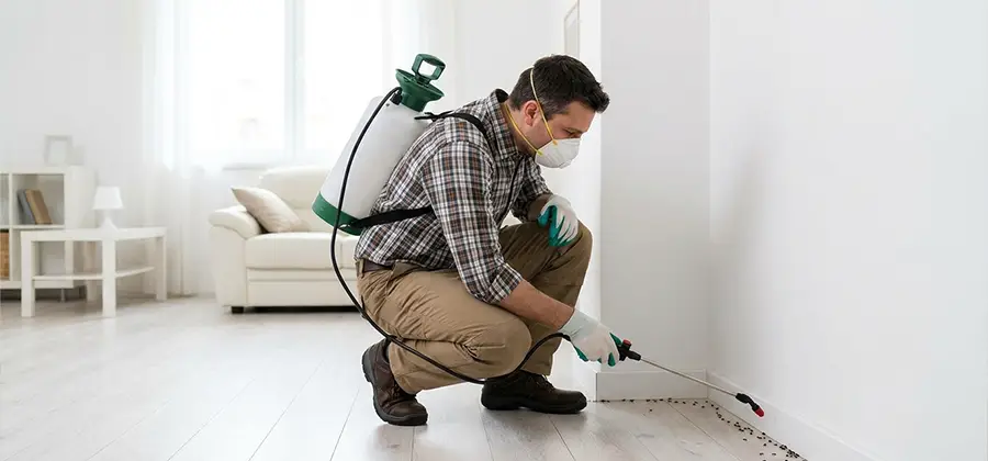 Seasonal Ant Infestation Control in Dallas