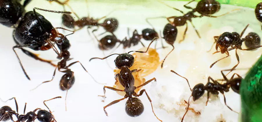 Argentine Ant Barrier Treatment in Dallas
