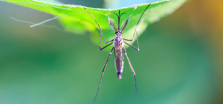 Natural Mosquito Spray for Yard in Dallas
