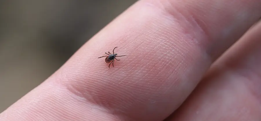 Infection Prevention for Bed Bug Bites in Dallas
