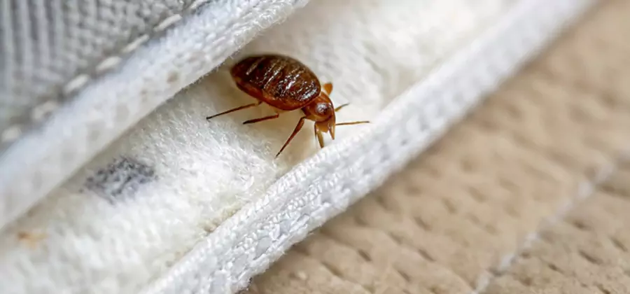 Tenting Bed Bug Fumigation in Dallas