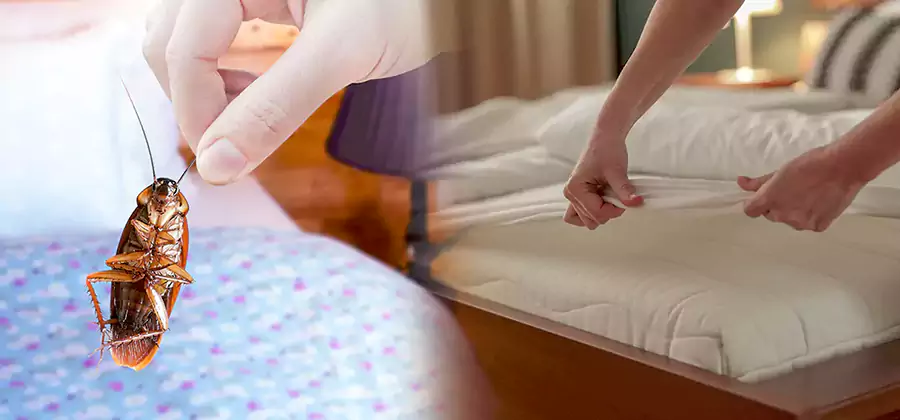 Bed Bug Home Extermination Service in Dallas