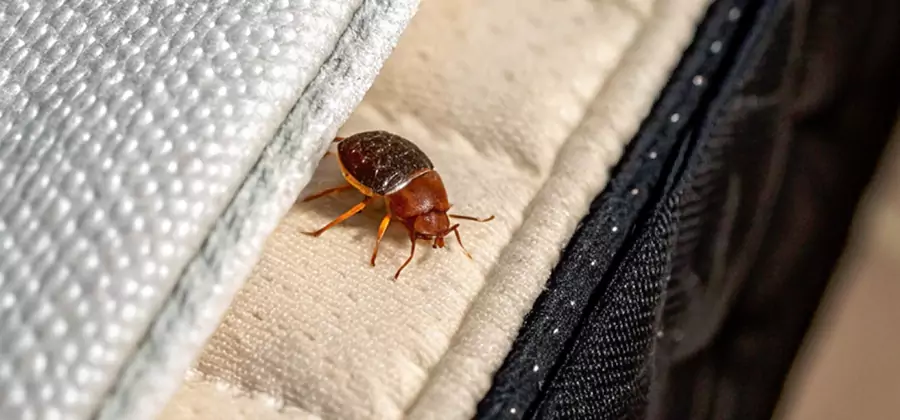 Commercial Bed Bug Control in Dallas