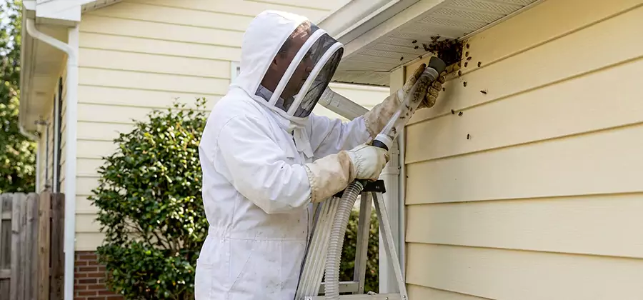 Ground Bee Removal in Dallas