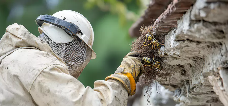 Bee and Wasp Hornet Removal in Dallas