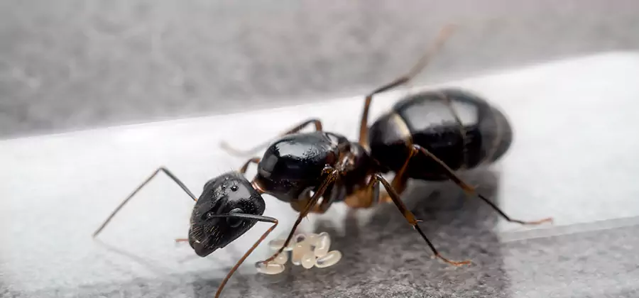Black Ants in Kitchen Elimination in Dallas