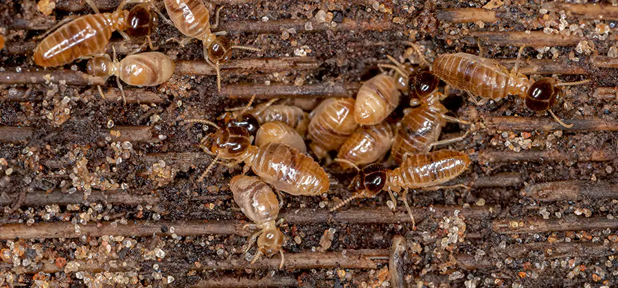 Bora Care Residential Termite Control in Dallas