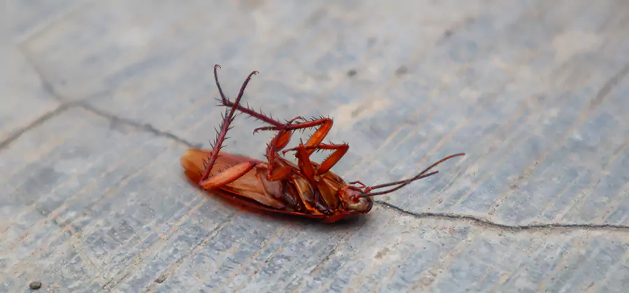 Cockroach Eradication for Commercial Properties in Dallas