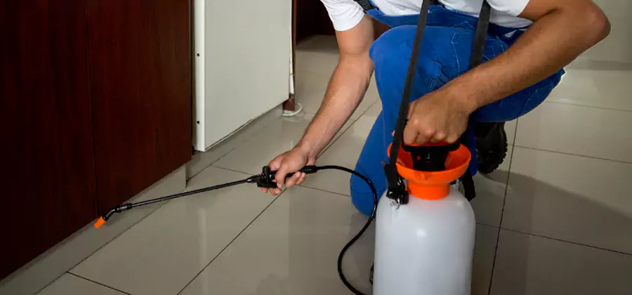 Palmetto Bug Exterminator in Dallas