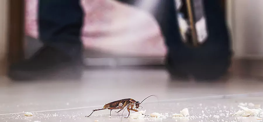 Roach House Treatment Dallas