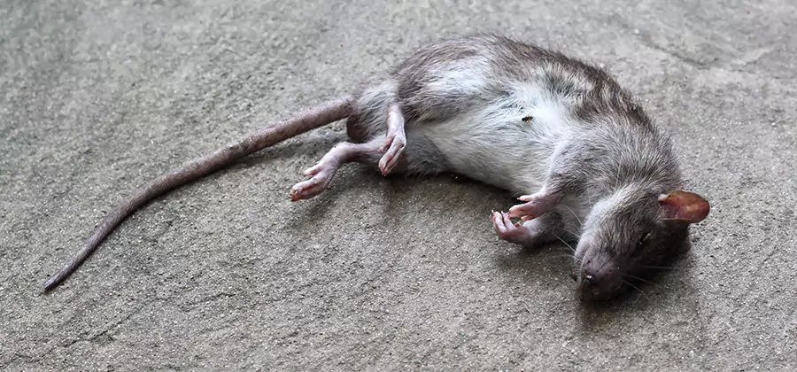 Dead Rat Disposal in Dallas