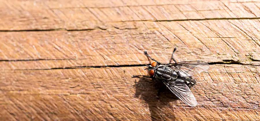 Flying Ant Barrier Treatment in Dallas
