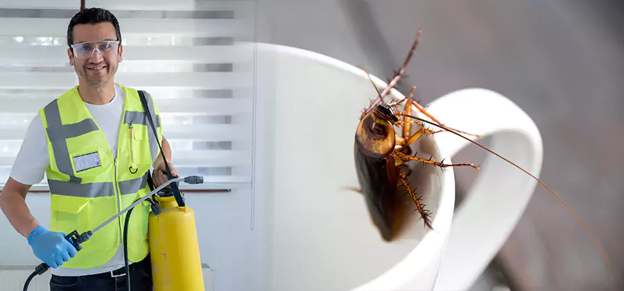 German Roach Infestation Treatment Dallas