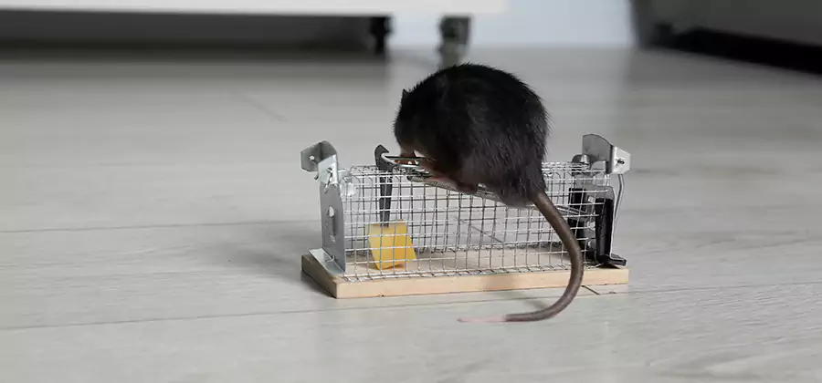 Mice in Attic Removal Dallas