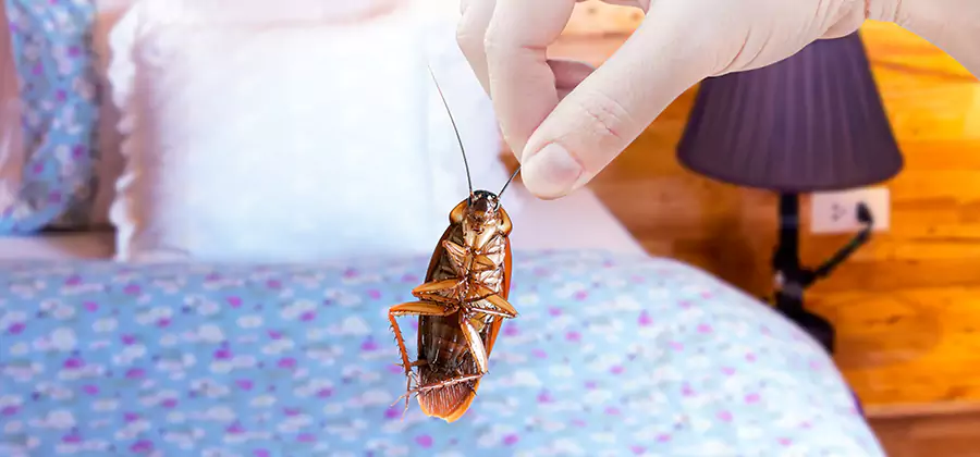 Fast Roach Elimination in Dallas