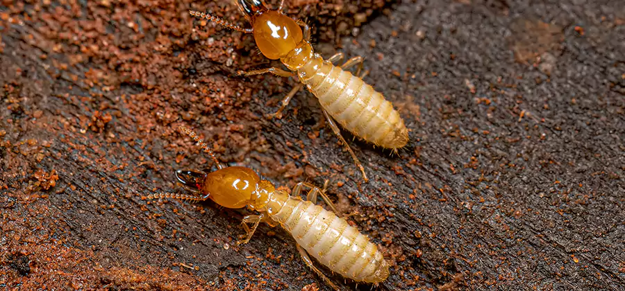 Structural Heat Termite Treatment in Dallas