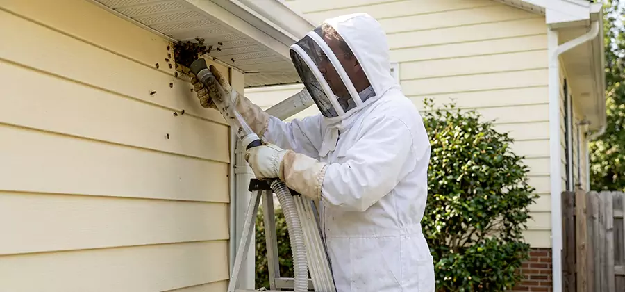 Wasp Nest in Wall Removal in Dallas