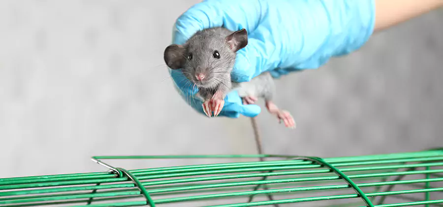 Humane Rat Trapping in Dallas