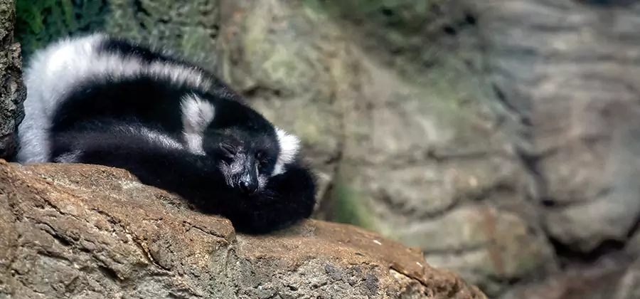 Humane Skunk Removal in Dallas