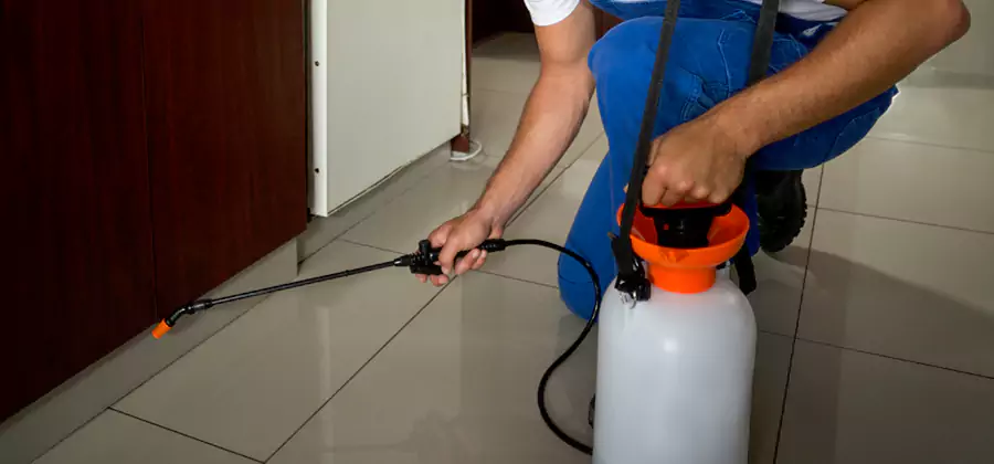 Indoor Mosquito Treatment in Dallas