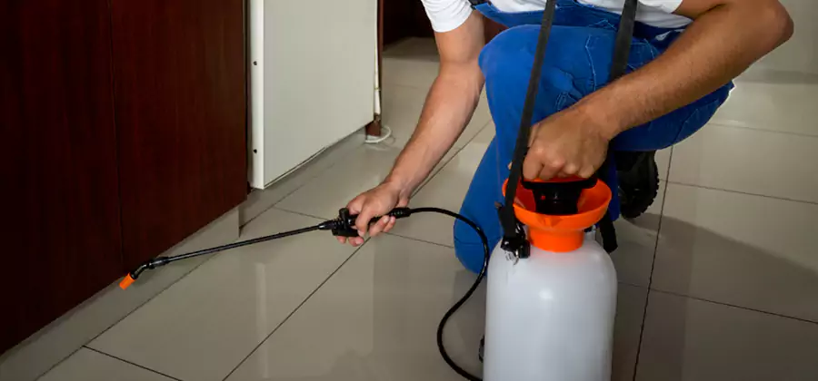 Indoor Insect Killer Solutions in Dallas