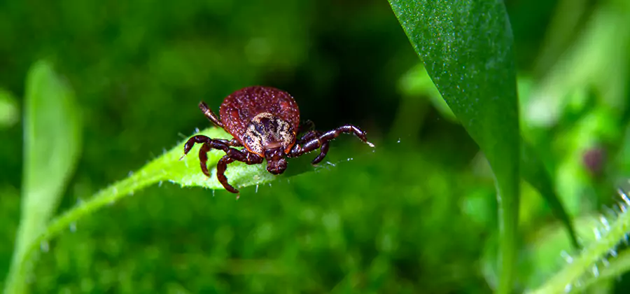 Tick Prevention for Yard in Dallas