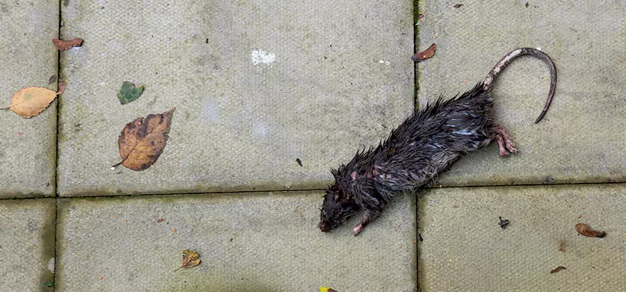 Mice in the Attic Removal in Dallas