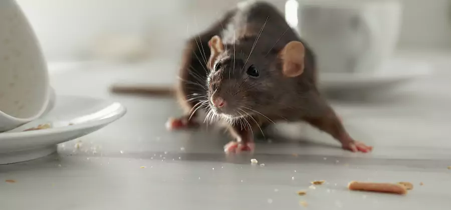 Rodent Feces Removal in Dallas