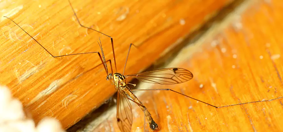 Exterior Mosquito Control in Dallas