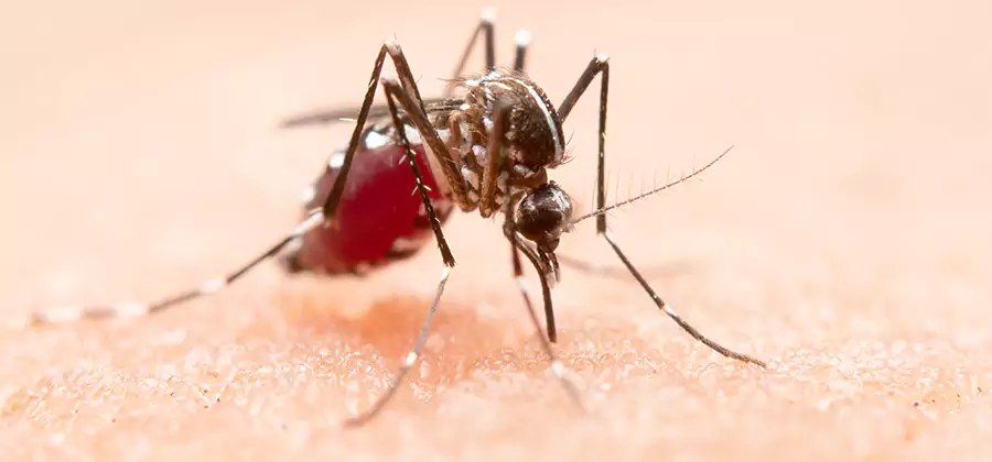 Indoor Mosquito Killer and Interior Control in Dallas