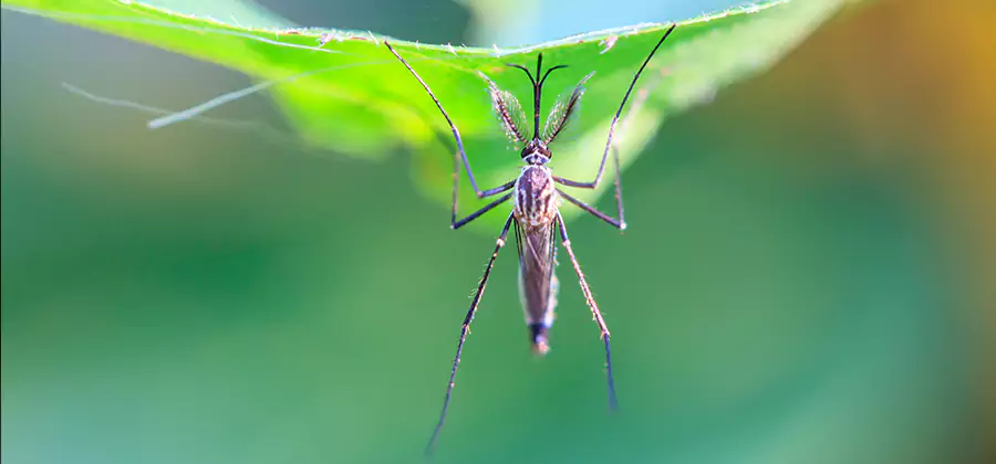 Pest and Mosquito Control for Yard and Patio in Dallas